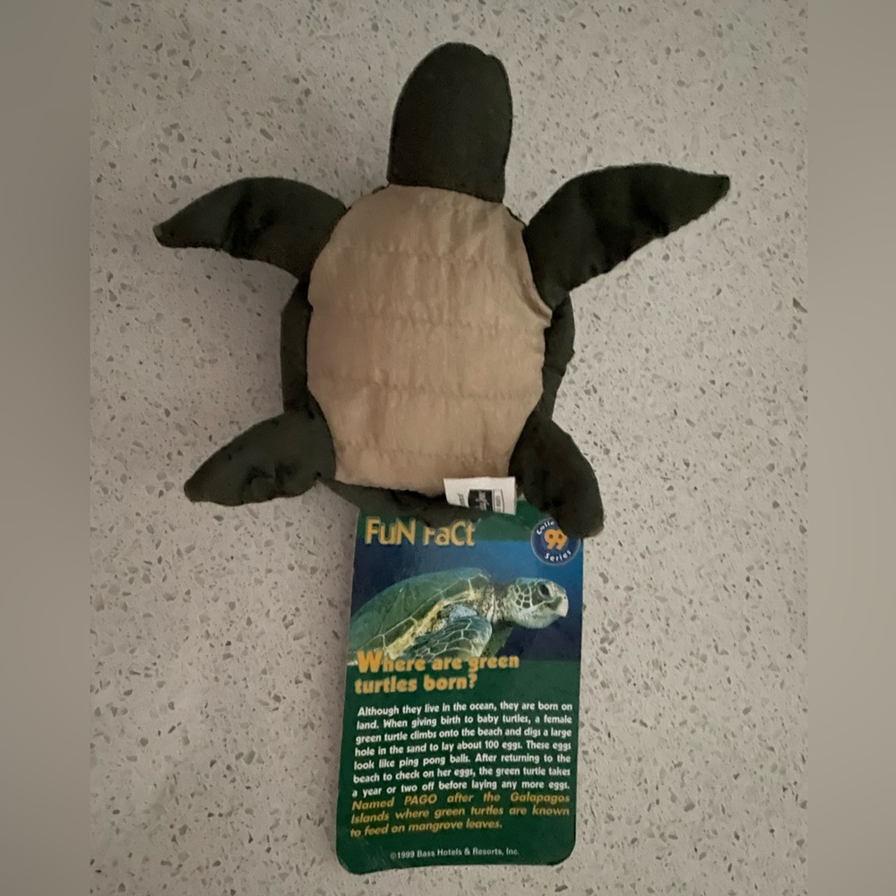 Pago Green Turtle - Picture 3 of 4